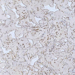 Настенная пробка в пластинах Ibercork Лерида Невада, 1 м.кв.